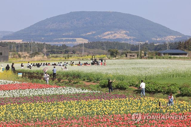 '형형색색'…화려한 보롬왓의 봄