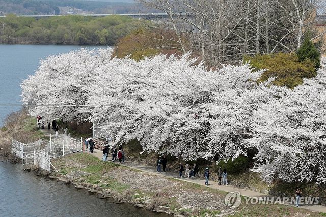 벚꽃이 수놓은 의암호변