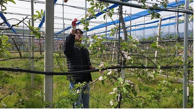 과수 인공수분 '꽃가루 은행' 운영