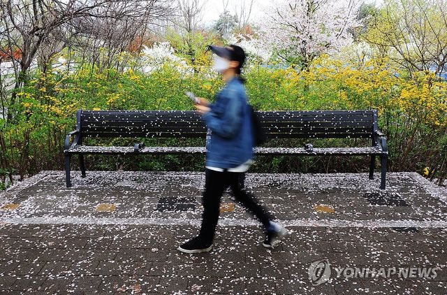 벚꽃 비 내린 벤치