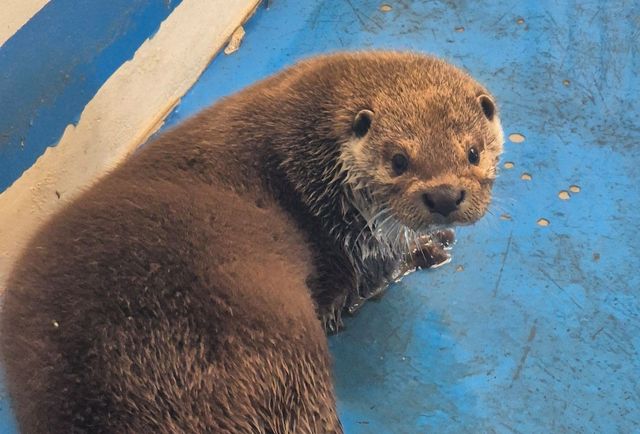 우치동물원 수달