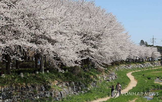 막바지 벚꽃 구경