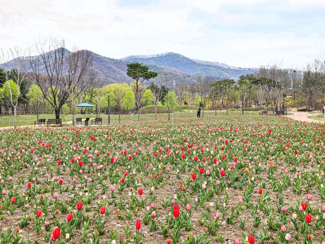 천안삼거리공원에 핀 튤립
