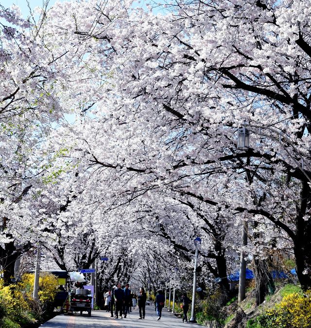 강화산성 북문 벚꽃길