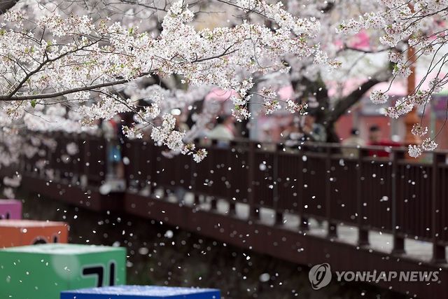 흩날리는 진해 여좌천 벚꽃