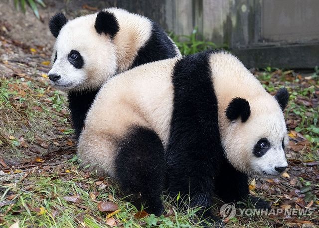 쌍둥이 아기 판다 '루이바오·후이바오' 야외 나들이 첫 일반 공개