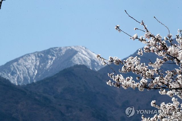 벚꽃과 설경의 공존
