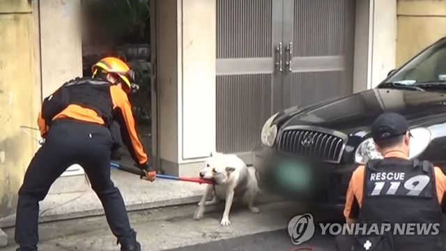 개 물림 사고. 해당 기사와 관련 없음.