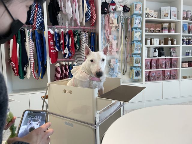 포즈를 취하는 반려견