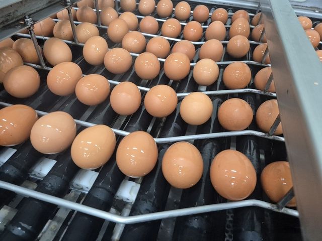 [한국농수산식품유통공사 제공]