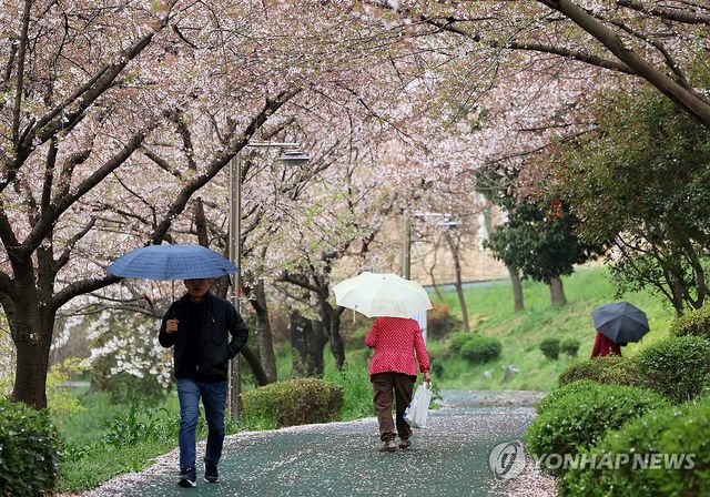 벚꽃 떨어지는 산책길