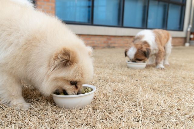 사료를 먹는 반려견