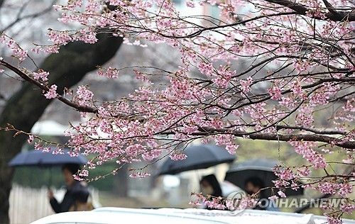 벚꽃과 봄비 