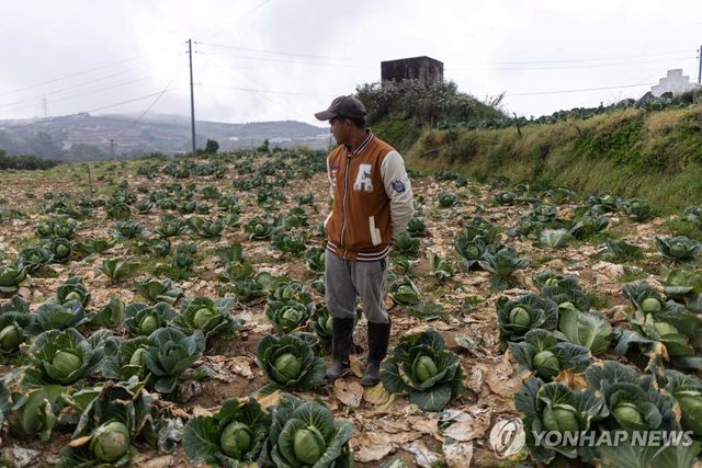 유가 급등에 채소 수확 포기한 필리핀 농민