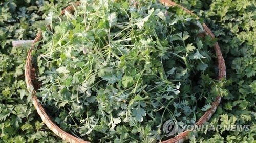 거문도 해풍 쑥