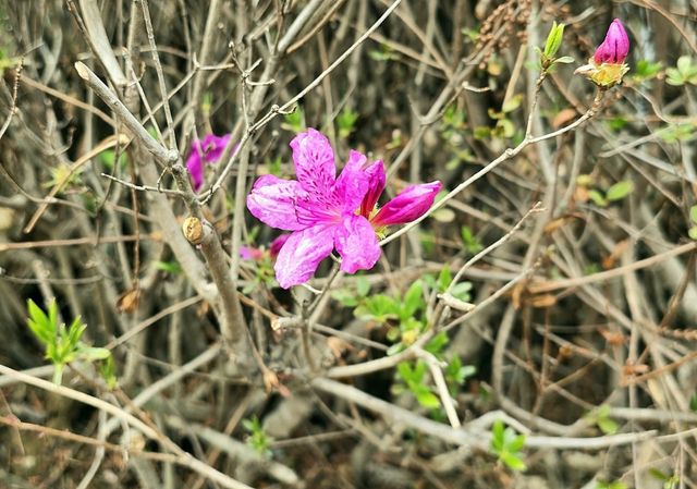 경남수목원에 핀 산철쭉