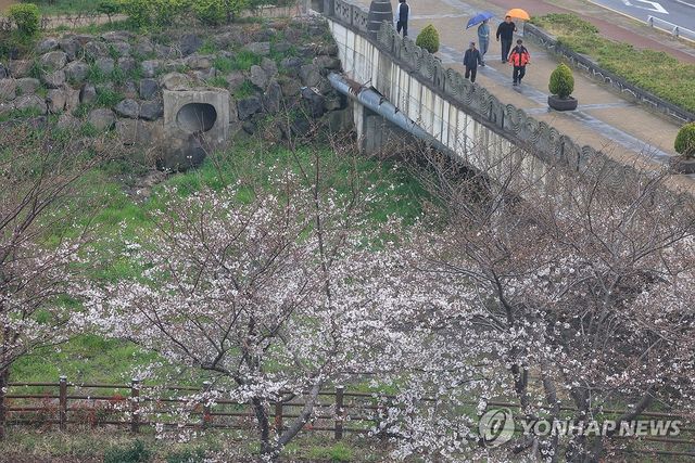 비 내리는 제주