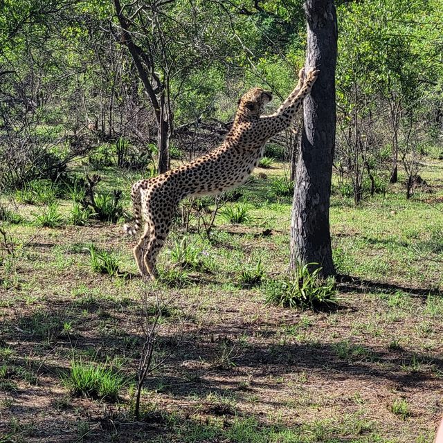 쿠르거 국립공원의 치타