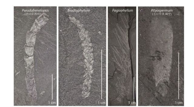 진주·사천에서 발굴된 식물 화석