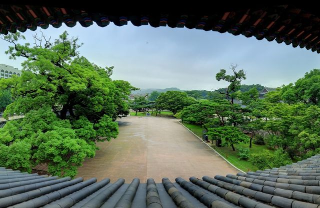 돈화문에서 본 회화나무 군