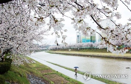 봄비 걷는 시민