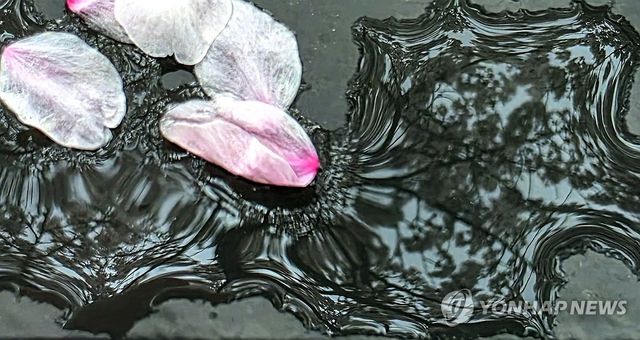 봄비에 떨어진 벚꽃 잎