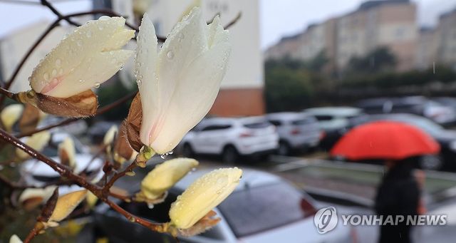 봄비 머금은 목련꽃