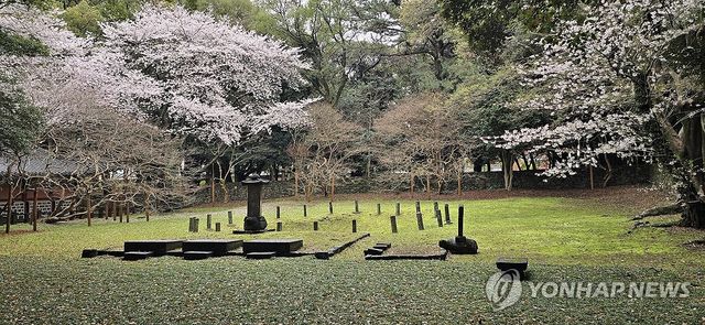 왕벚꽃 핀 제주 삼성혈 풍경