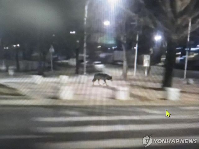 늑대탈출 관련 허위 신고 사진