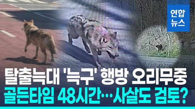 [영상] 오월드 탈출한 '늑구'는 어디에…"철조망 밑 땅굴 파고 달아나" - 2