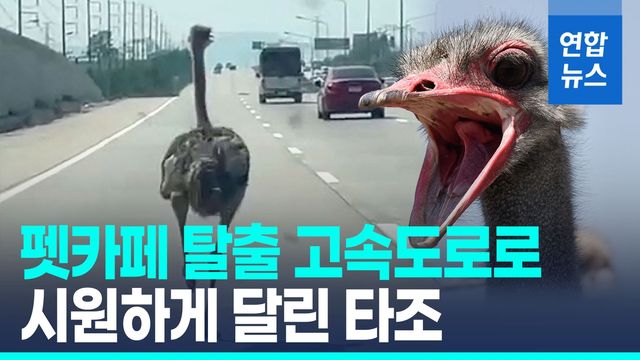 [영상] 고속도로 뛰어든 탈출 타조…차량들과 15km 달렸다 - 2