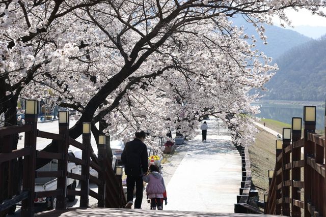 단양 벚꽃 