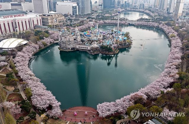 석촌호수 벚꽃 만개