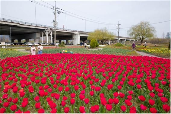 화명생태공원 튤립 개화 