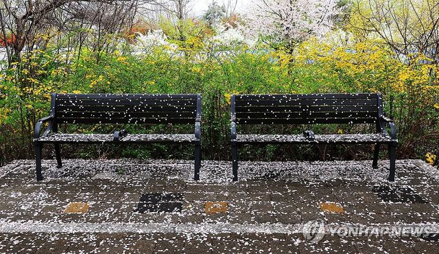 벚꽃 비 내린 벤치