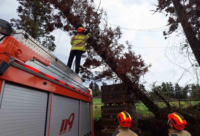 강풍에 쓰러진 방풍나무 안전조치하는 119구조대 