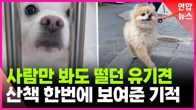 [영상] 땀방울로 유기견 마음 녹였다…동물보호소에 온정의 손길 - 2