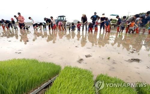 농촌관광 모내기 체험