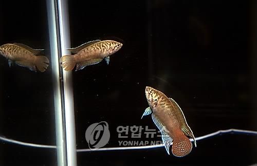 사라져 가는 우리 민물고기 버들붕어