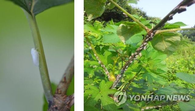 미국선녀벌레