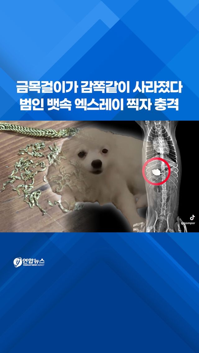[쇼츠] 금목걸이가 감쪽같이 사라졌다…범인 뱃속 엑스레이 찍자 충격 - 2