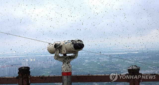 러브버그로 뒤덮인 계양산 정상
