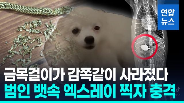 [영상] 의자 위 금목걸이가 사라졌다…알고 보니 반려견이 '꿀꺽' - 2