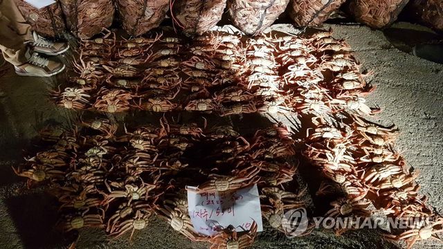 암컷 대게