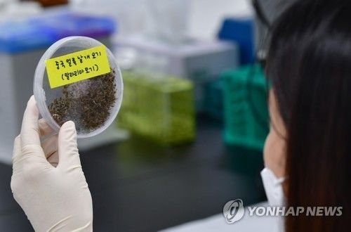 경기도 수원 경기도보건환경연구원에서 모기 분류작업하는 모습 [연합뉴스 자료사진]