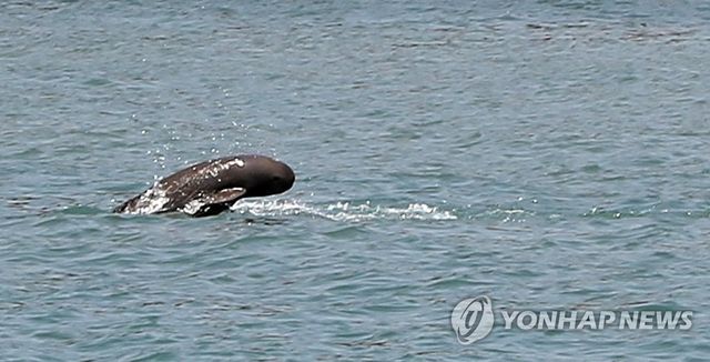 점프하는 상괭이