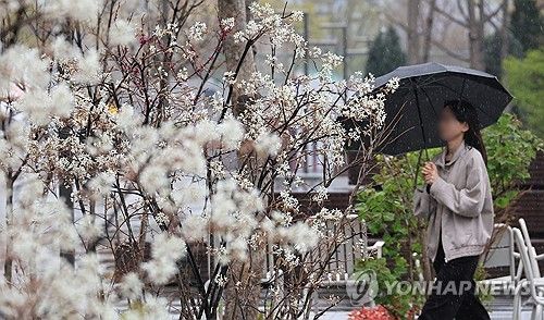 봄을 적시는 비