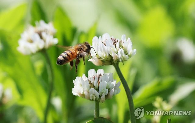 토끼풀꽃 사이 분주한 꿀벌