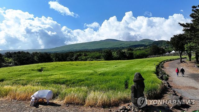 제주 중산간의 청보리밭