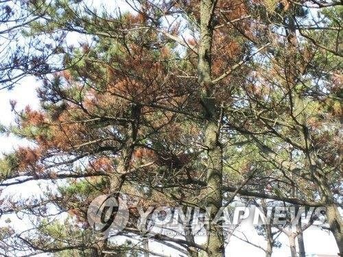 솔껍질깍지벌레 고사목